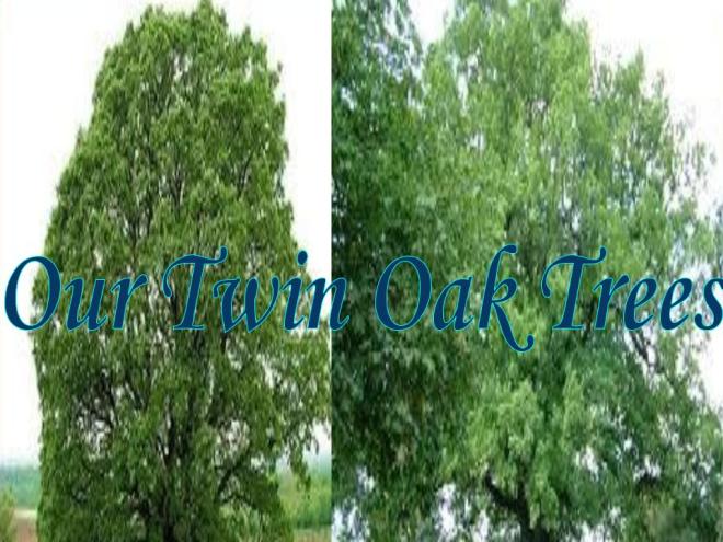twin oak trees